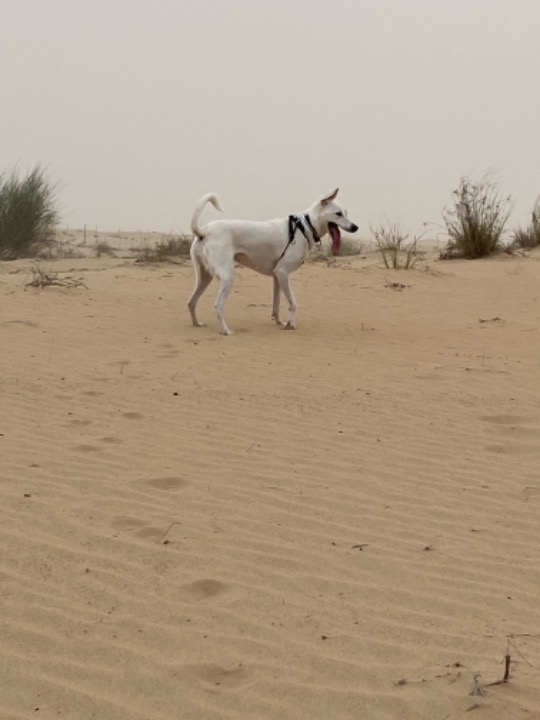 รัฐวิกตอเรีย Best Pet Boarding, Grooming and Pet Sitters Near Me PetBacker United Arab Emirates