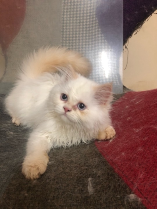 Dubai Best Pet Boarding, Grooming and Pet Sitters Near Me PetBacker