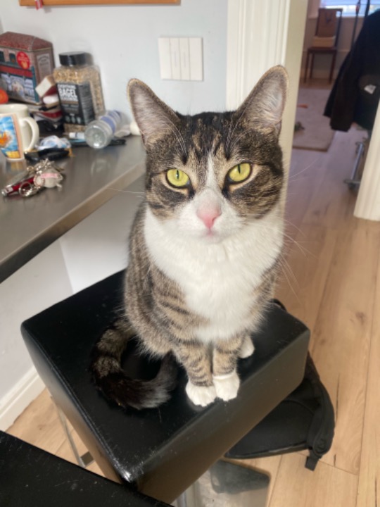I've completed a Sitting booking at PetBacker! I loved hanging out with Dobby. He is a wonderful cat gentlemen🥰