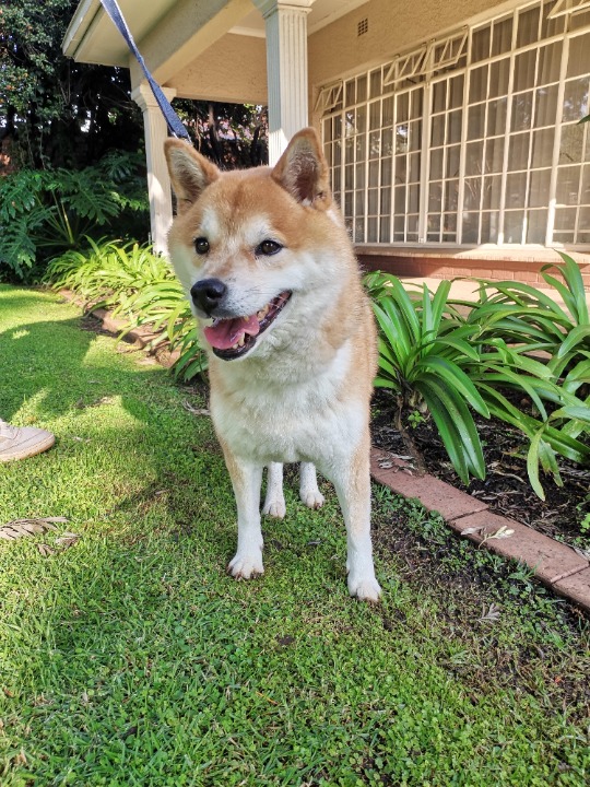 Boksburg Best Pet Boarding, Grooming for Dogs, Cats with Pickup