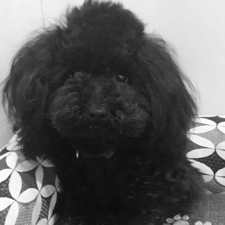 Dog Grooming in Spain Insured on PetBacker