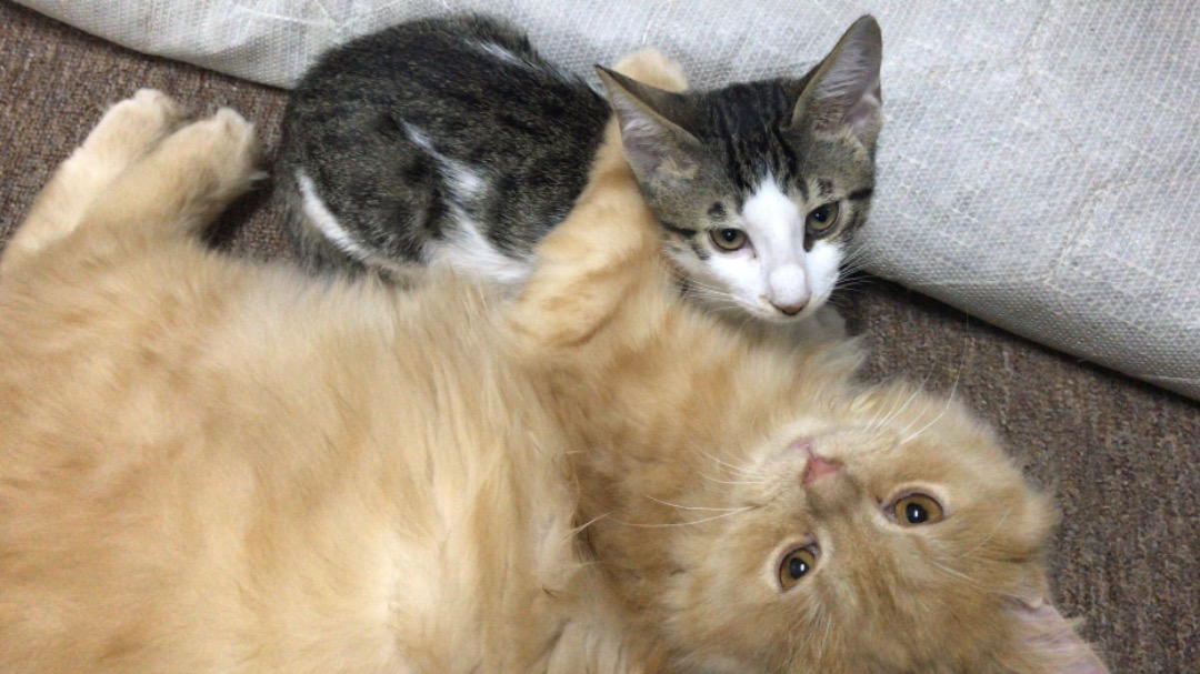 Ajman Best Pet Boarding, Grooming and Pet Sitters Near Me PetBacker United Arab Emirates