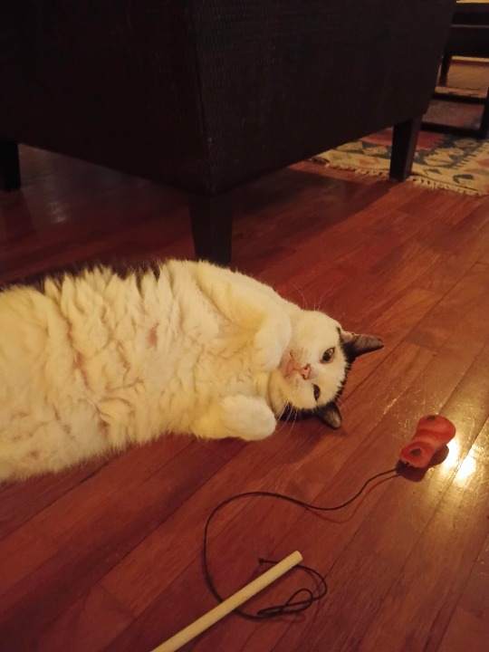 I've completed a Sitting booking at PetBacker! She is super friendly and very adorable! She loves to play with that string toy and meow a lot! Sometimes she'd play and sometimes she'd just relax or walk around the room. Everytime I'd come in, she'd greet me in her own way 😊