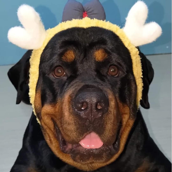 Top Pet Sitters in San Pedro with Best Prices on PetBacker