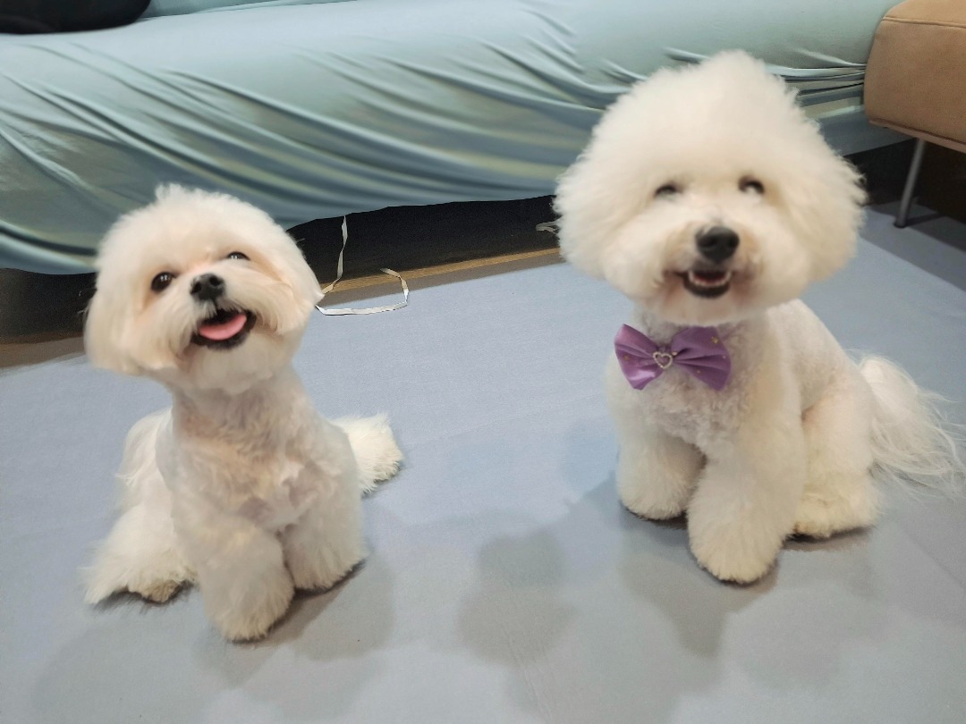 絲絲＆仔仔 added as a pet