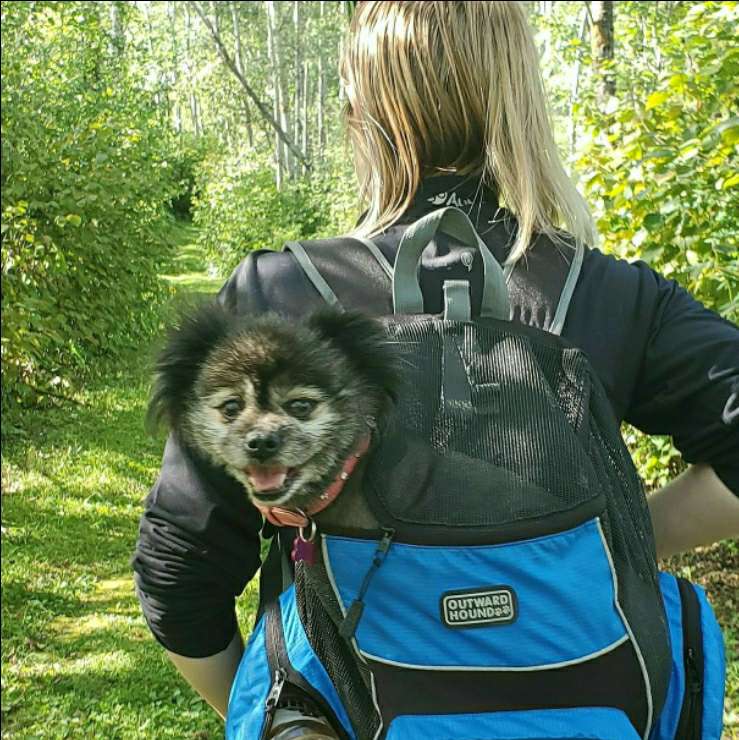 Dog Walking in Kilkenny with Best Prices on PetBacker