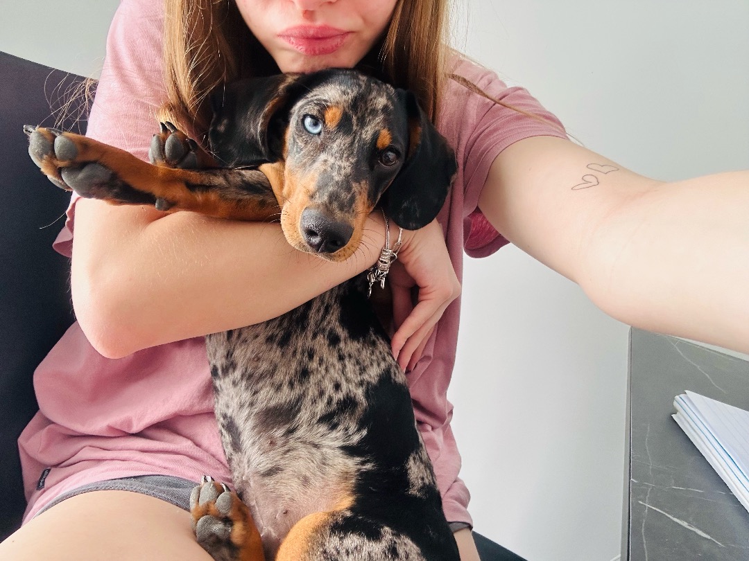 I've completed a Sitting booking at PetBacker! mochi is such an amazing baby baby. Potty trained, does not bark or cry and just wants cuddles. Amazing character thanks to his parents who are also so kind and friendly and we had great communication throughout the day that i had him. 