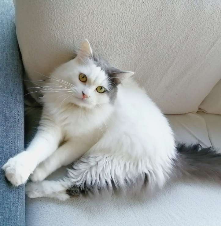 Pet Sitters in Dubai with Best Prices on PetBacker