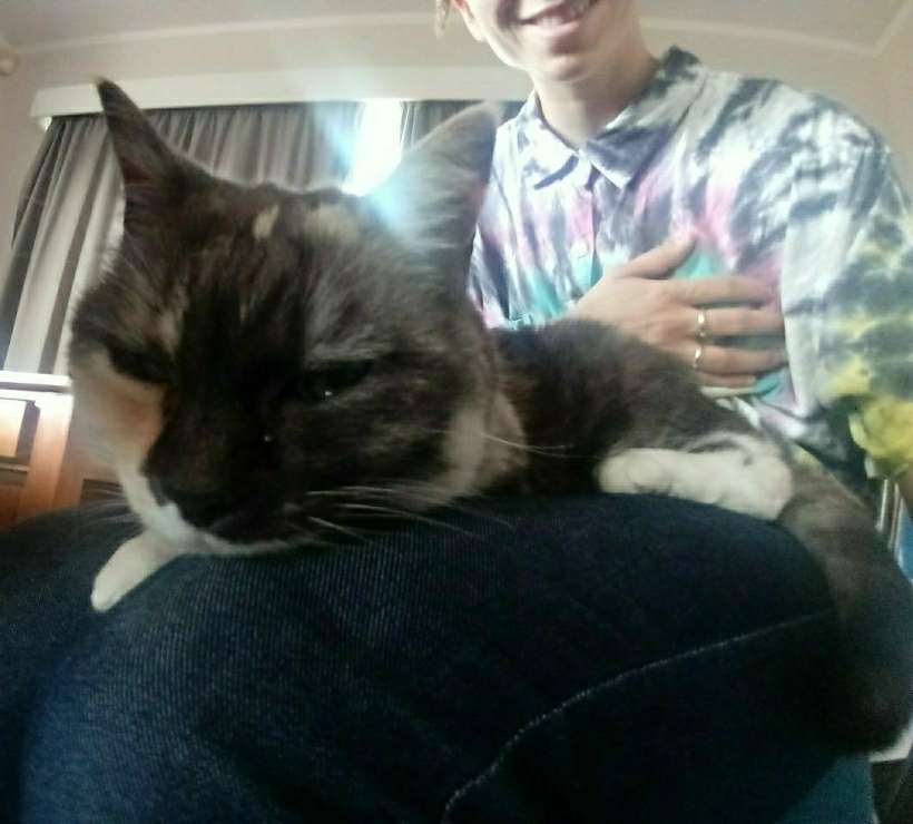 Top Pet Grooming in Christchurch with Best Prices on PetBacker