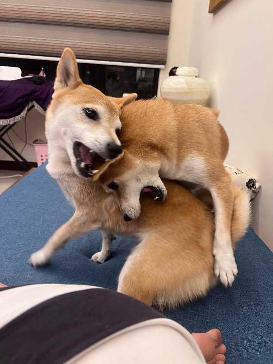 我在 PetBacker 完成了一次 寵物照顧 預訂！ 可愛的春枝；要一直活力滿滿喔！