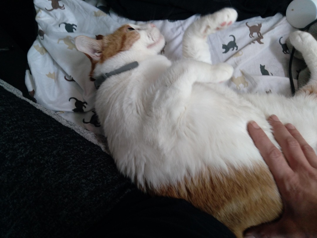 Pet Boarding in Los Angeles, Los Angeles La Pet Services PetBacker Home Pet Hotel