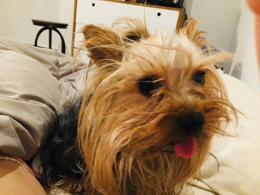 banfield dog boarding