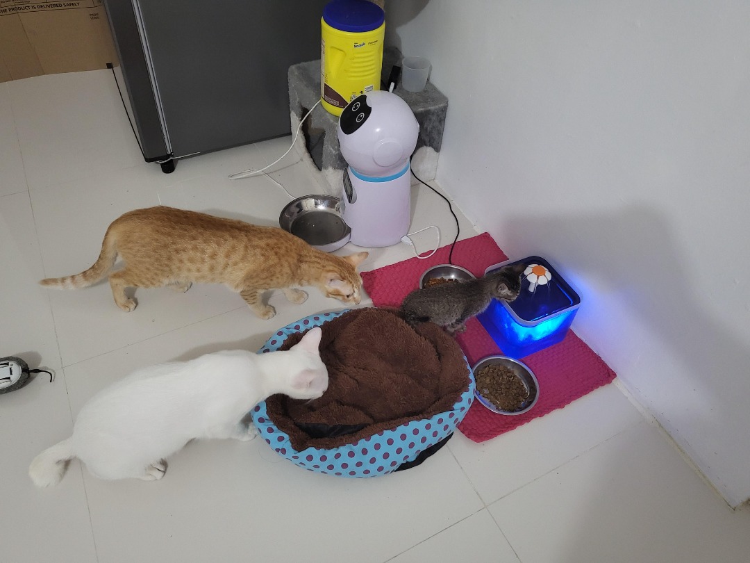 Top Cat Boarding in Taguig with Best Prices on PetBacker