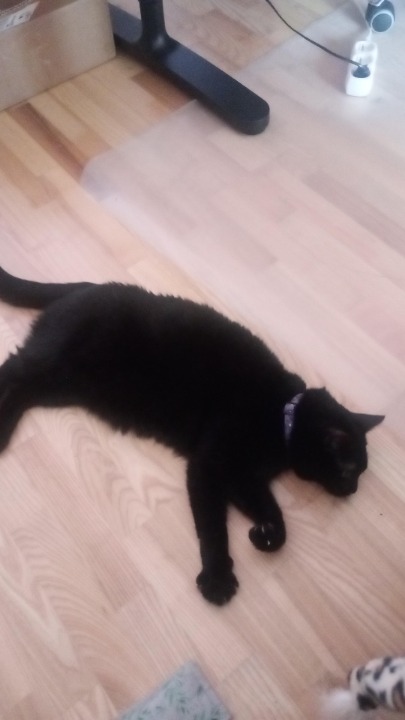 I've completed a Sitting booking at PetBacker! Lili is a very friendly and playful cat. I enjoyed spending time with her.