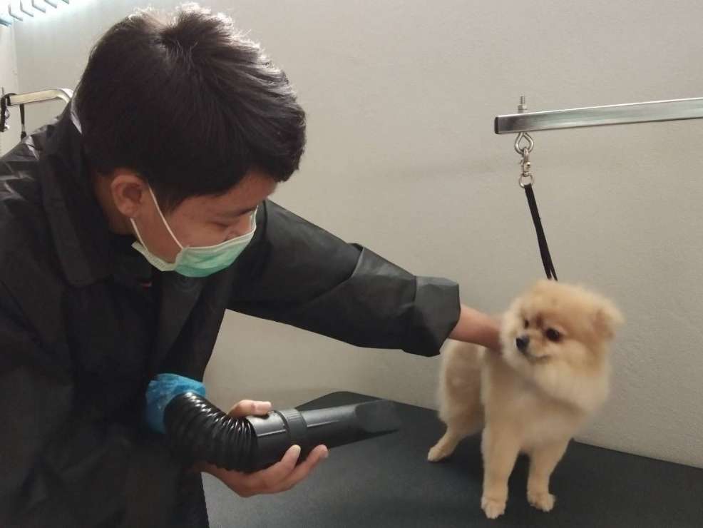 Image showcasing Pet Grooming Gloves and Comb for Cats and Dogs, Hair Removal Brush for ...