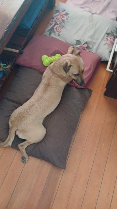 I've completed a Sitting booking at PetBacker! I had such a lovely time with Dakota & Mason these 2 days! They were so much Company and such sweet natured puppies that you just want to cuddle with!🥰Thank you so much for having me over, it was great fun!🫶
