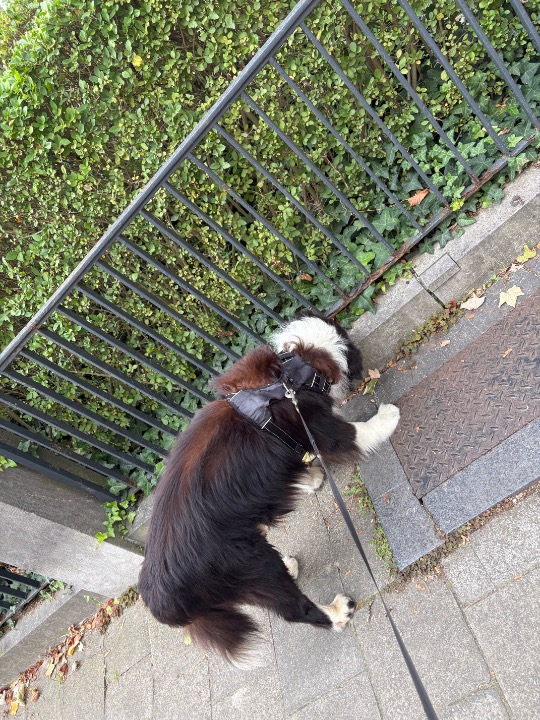 I've completed a Walking booking at PetBacker! Kenzo is a very nice, well behaved dog! Calm and easy to walk 🫶🏼