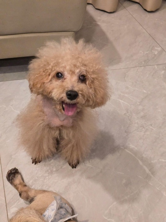 I've completed a Pet Care booking at PetBacker! Once again thank you for boarding Minion with us!! We shall see him soon again. 🥰❤️