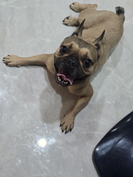 I've completed a Pet Care booking at PetBacker! Thank you for boarding Boba with us!! Hope to see him soon again. 🤗❤️🫶🏻