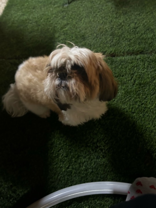 Top Dog Boarding in Riyadh with Best Prices on PetBacker