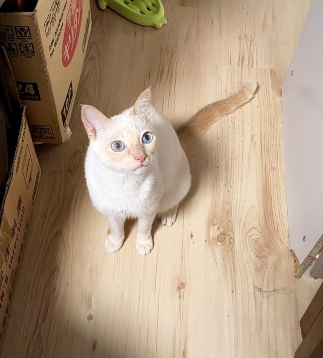 我在 PetBacker 完成了一次 到府寵物保姆 預訂！ 奶糖撒嬌親人，感謝信任