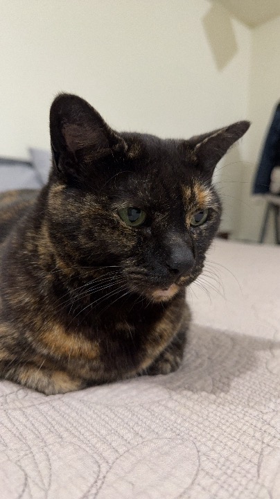 我在 PetBacker 完成了一次 到府寵物保姆 預訂！ 超級撒嬌的貓貓😍