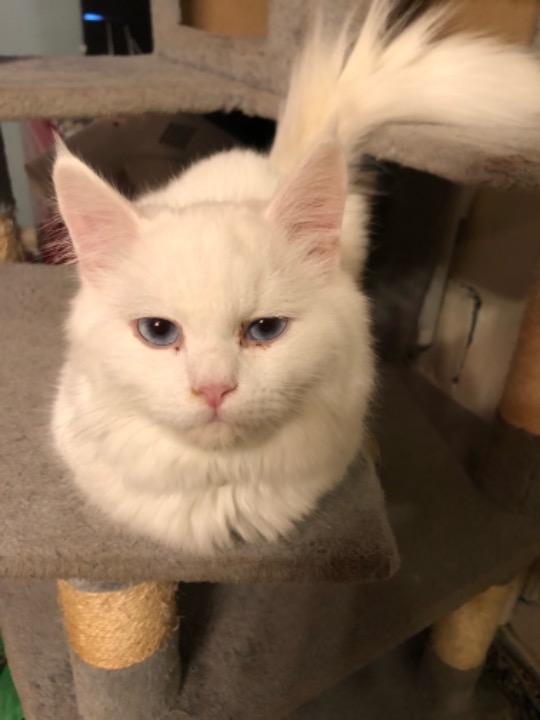 ตำบล บางเมือง Best Pet Boarding, Grooming for Dogs, Cats with Pickup