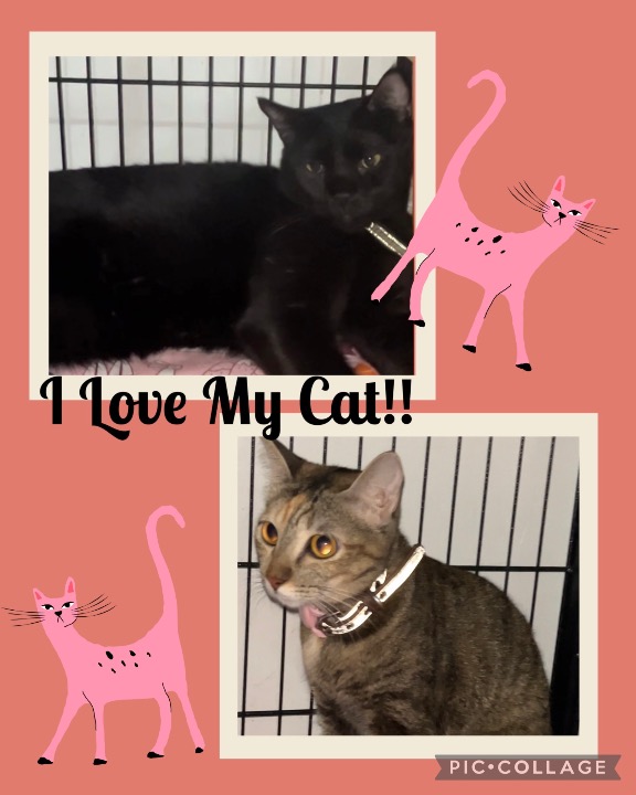 I've completed a Pet Care booking at PetBacker! Thank you Norichi and Izumi for choosing PurrPaws for your boarding needs.  Thank you for trusting us to serve you.  We are very happy that we were able to welcome you both, and we will always be grateful in caring for your uniqueness.  Each of you has your own way of showing your inner cat beauty.  Both of you are also very beautiful in your own ways.  Stay healthy and we hope to serve you longer next time.☺️😍💕🥰💜😘♥️❣️😊