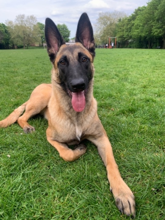 Dog Boarding in Fleetwood Fy7 with Best Prices on PetBacker