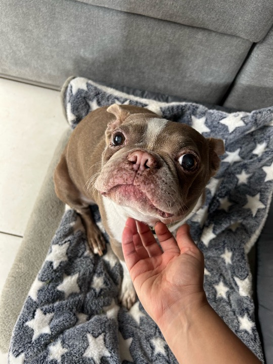 ¡He completado una reserva de Cuidado de Mascotas en PetBacker! We loved Riddick, he is very sweet and a well-behaved dog!🤎