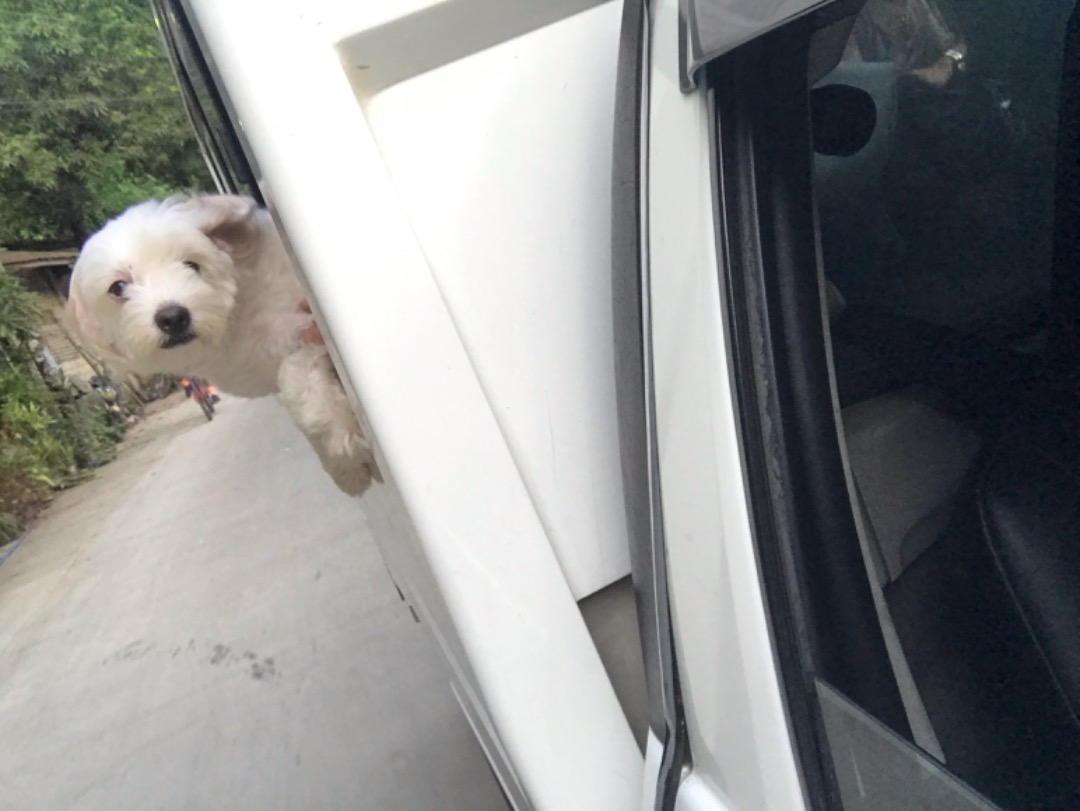 Dog Walking in Quezon City with Best Prices on PetBacker