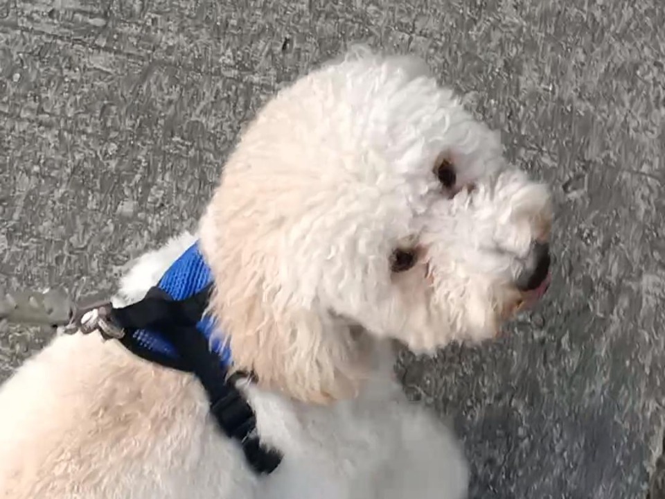 Pet Hotel Home Pet Boarding in Pasig City, Pasig City Auntie Mimi Pet