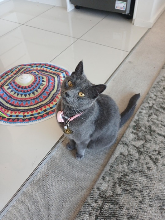 I've completed a Sitting booking at PetBacker! It was so lovely to be looking after Nola these couple of days! Such a beautiful Girl 🥰with a loving, inviting personality 💕 that definitely made me feel right at home.Thank you so much for allowing me to take care of her and it was so lovely to meet up with such wonderful Pet Parents!😊