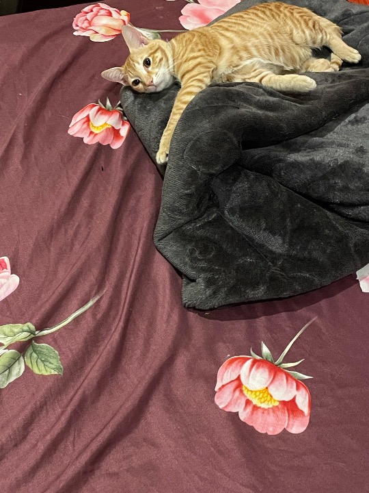 I've completed a Pet Care booking at PetBacker! Jeff was such an adorable cat ,, didn’t feel that it was his first time on board ♥️ very friendly with kids toooo