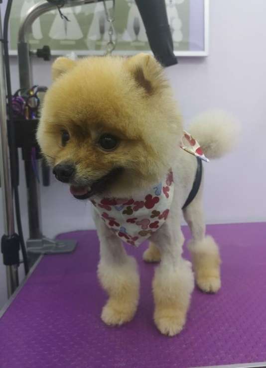 Pet Grooming In Buangkok With Best Prices On Petbacker
