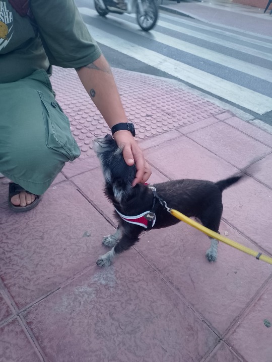 ¡He completado una reserva de Cuidado de Mascotas en PetBacker! Lykke es maravillosa y sus dueños adorables, espero verlos pronto