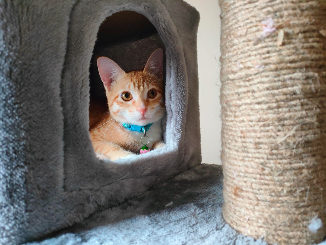 Cat Boarding in Bengaluru with Best Prices on PetBacker