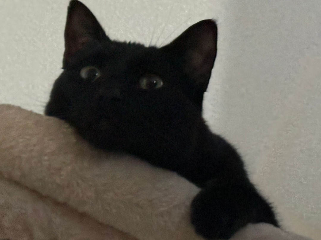 I've completed a Sitting booking at PetBacker! Thank you 😊 Virgo is a very nice cat😸