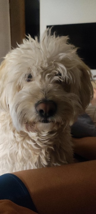 ¡He completado una reserva de Cuidado de Mascotas en PetBacker! Cachito es un 7. Un perrito excepcional 