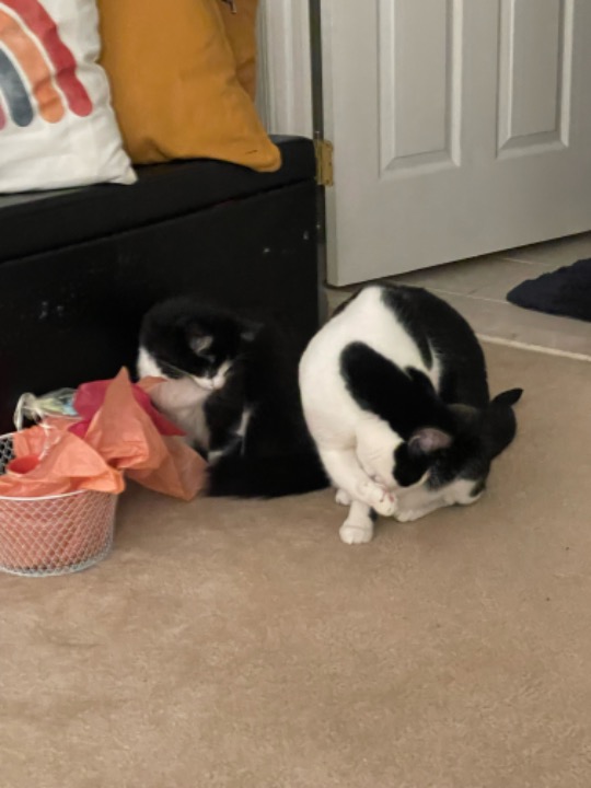 Pet House Sitting in Woodbridge with Best Prices on PetBacker