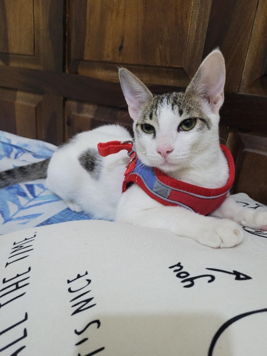 Top Pet Sitters in Bangalore with Best Prices on PetBacker