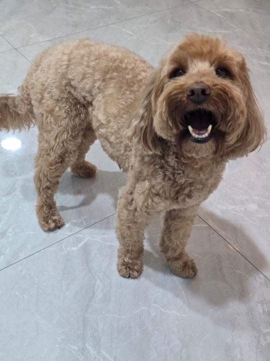 I've completed a Pet Care booking at PetBacker! Thank you for boarding Teddy with us!! Hope to see him soon again. 🥰🤩❤️
