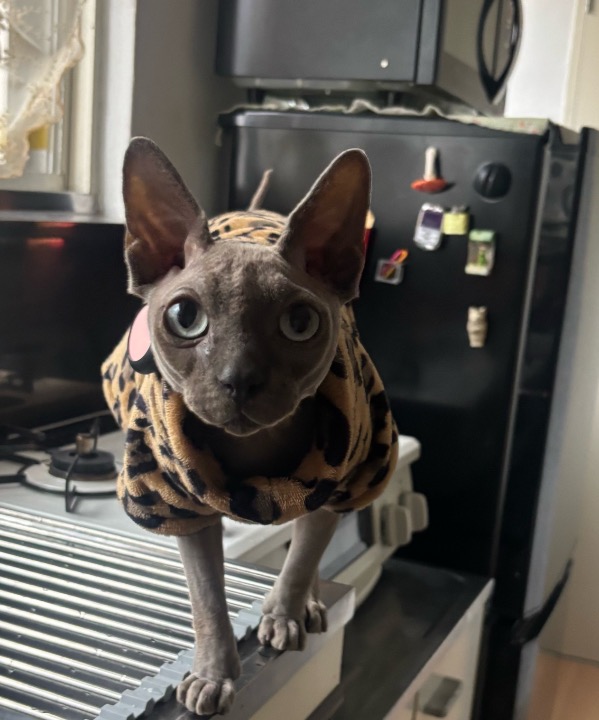I've completed a Sitting booking at PetBacker! He’s so adorable and playful!!