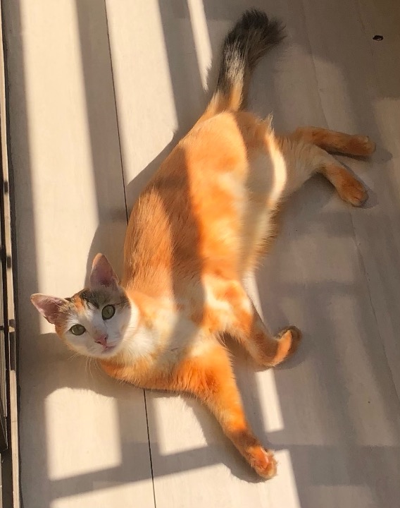 Top Sylhet Cat Sitters Prices & Reviews PetBacker