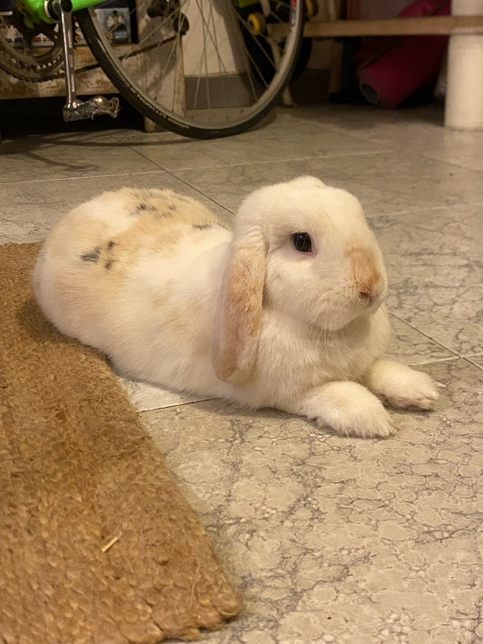 I've completed a Pet Care booking at PetBacker! The loveliest girl with the best character. So nice to have her stay again 