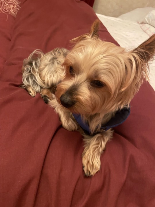 Daycare in Edinburgh with Best Prices on PetBacker