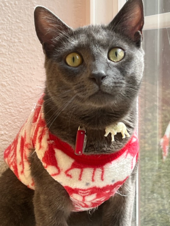 Harker Heights Best Pet Boarding, Grooming for Dogs, Cats with Pickup