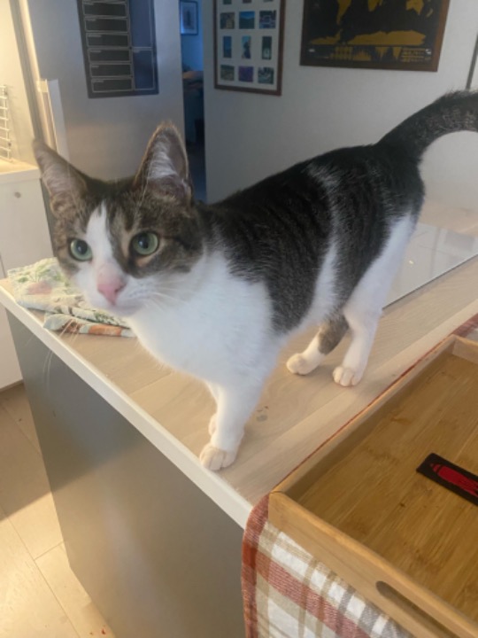 I've completed a Sitting booking at PetBacker! As always Vera was an absolute sweetheart. I had great time playing and taking care of her!