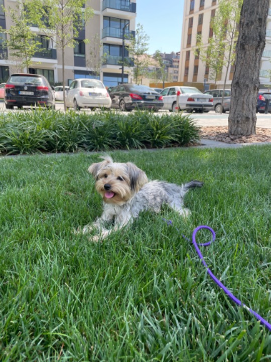 I've completed a Walking booking at PetBacker! wonderful walks with Zara!