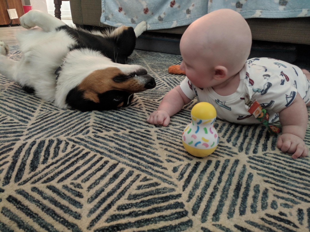 The 10 Best Dog Boarding Services Near Me (with Prices & Reviews)